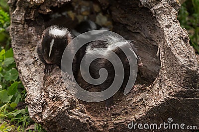 Baby Striped Skunks (Mephitis mephitis) with Sibling Stock Photo