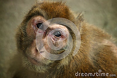 Baby Sumatran Orangutan Stock Photo