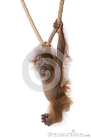 Baby Sumatran Orangutan hanging on rope Stock Photo