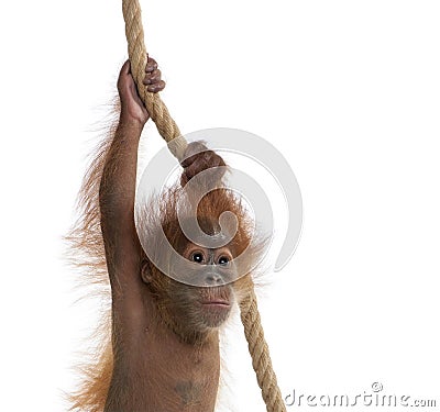 Baby Sumatran Orangutan hanging on rope Stock Photo
