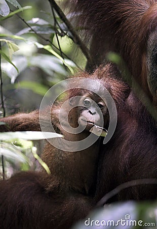 Baby Sumatran orangutan Pongo abelii with mother in jungle Stock Photo