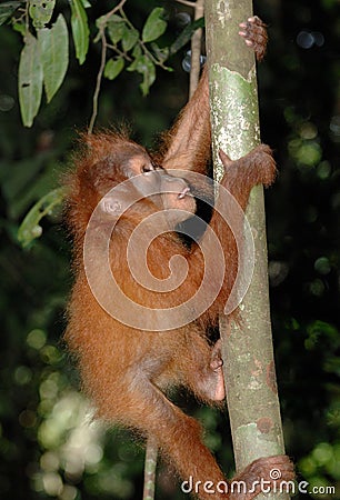 Baby Sumatran orangutan Stock Photo