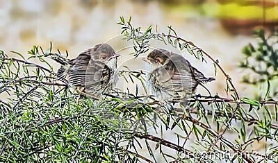 Baby Superb Fairy Wrens Just Out of Nest Stock Photo