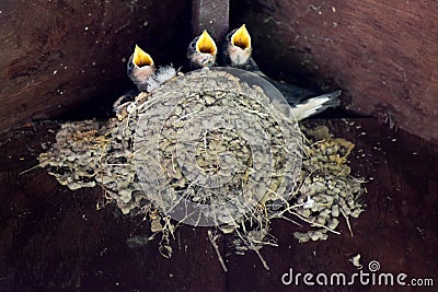 Baby Swallows on the nest Stock Photo