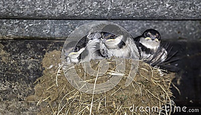 Baby swallows in their nest, under a tin roof. Stock Photo