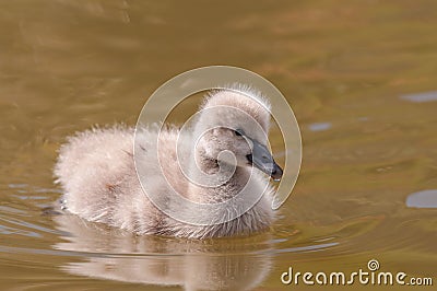 Baby swan Stock Photo