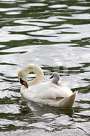 Baby swan cygnet is sleeping on mother`s back Stock Photo