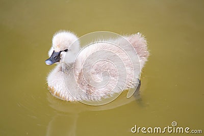 Baby swan on lake Stock Photo