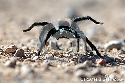 Baby Tarantula Stock Photo