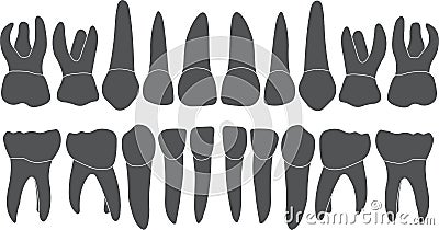 Baby teeth - crown and root Vector Illustration