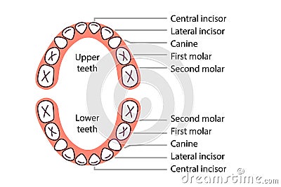 Baby teeth diagram icon Vector Illustration