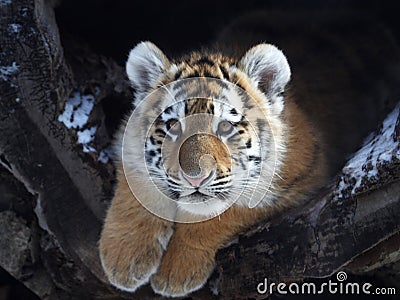 Baby tiger Stock Photo