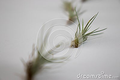 Baby tillandsia funckiana,group of air plants. Stock Photo