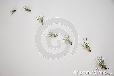 Baby tillandsia funckiana,group of air plants. Stock Photo