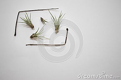 Baby tillandsia funckiana,group of air plants. Stock Photo