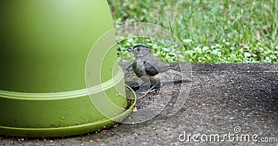 Baby Titmouse- Are you my mom? Stock Photo