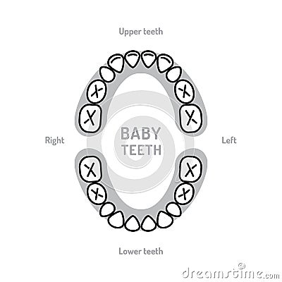 Baby Tooth Chart Baby mouth. Primary teeth, deciduous teeth, or milk teeth. Childrens dentistry thin line art icons Vector Illustration