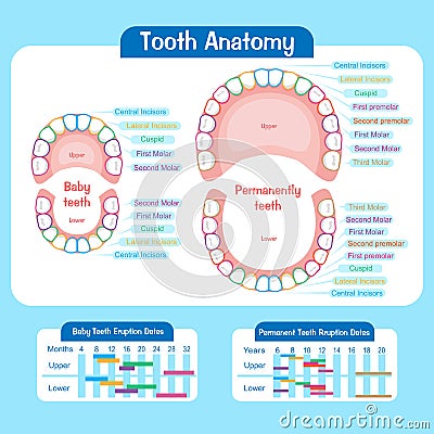 Baby tooth chart Stock Photo