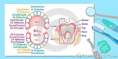 Baby tooth chart Stock Photo