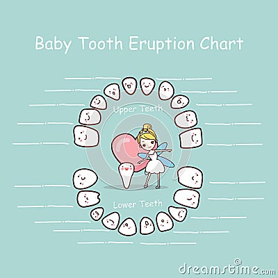 Baby tooth chart eruption record Vector Illustration