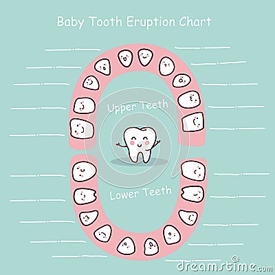 Baby tooth chart record Vector Illustration