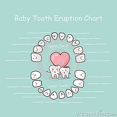 Baby tooth chart record Vector Illustration