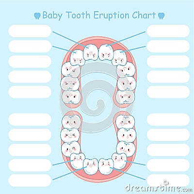 Baby tooth eruption chart Vector Illustration