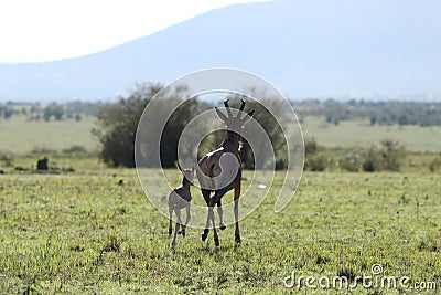 Baby topi and its mom running in the african savannah. Stock Photo