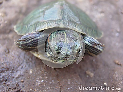 Baby tortoise Stock Photo