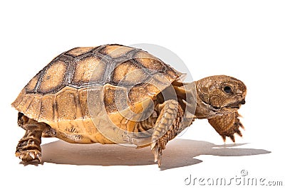 Baby Tortoise Stock Photo