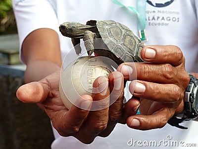 Baby tortoise and egg in safe hands Stock Photo