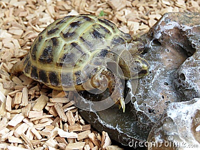 Baby Tortoise Stock Photo