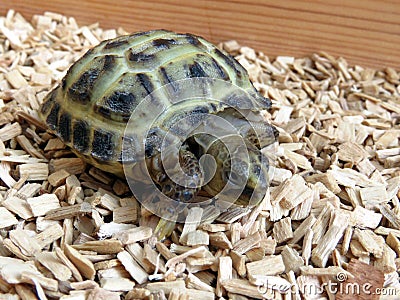 Baby Tortoise Stock Photo