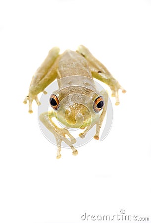 Baby Tree Frog 09-01 Stock Photo