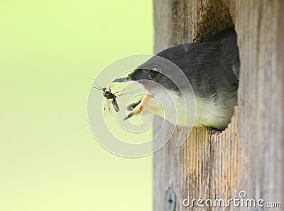 Baby Tree Swallow Stock Photo