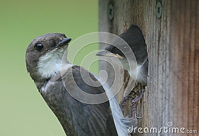 Baby Tree Swallow With Mother Stock Photo