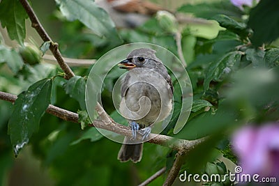 Baby tufted titmouse Stock Photo