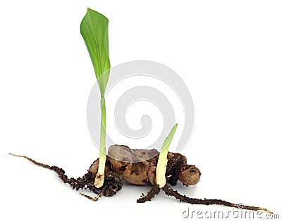 Baby turmeric plant Stock Photo