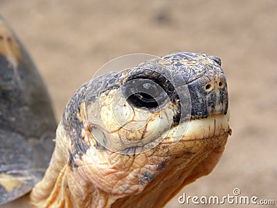 Baby Turtle Stock Photo