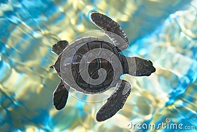 Baby turtle Stock Photo