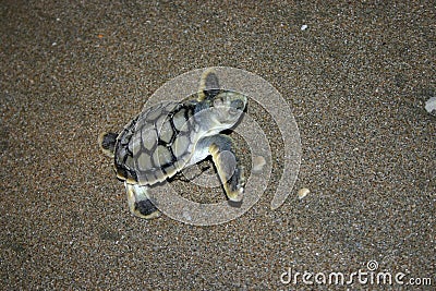 BABY TURTLE Stock Photo