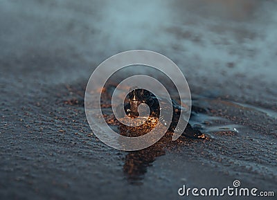 Baby turtle doing her first steps to the ocean. This is the beach of Changu, Bali, Indonesia. Stock Photo