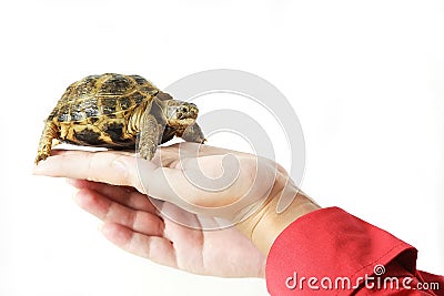 Baby turtle in a hand Stock Photo