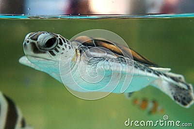 Baby turtle keep in the breeding aquarium. Stock Photo