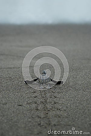 Baby turtle taking first steps to the waters edge Stock Photo