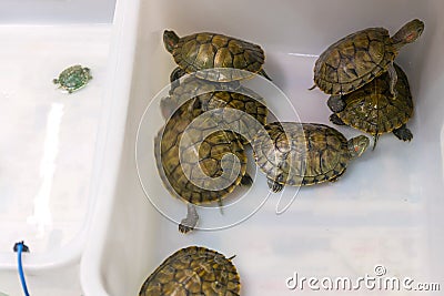 Baby Turtles Box Stock Photo