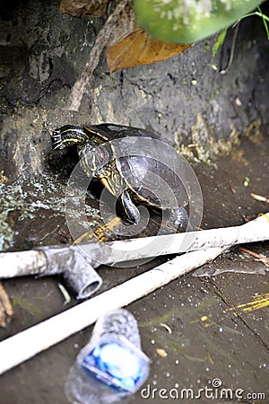 baby turtles who struggle to survive in drought and plastic waste Stock Photo