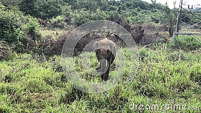 A baby tusker elephant in Minneriya National Park, Dambulla in Sri Lanka. Stock Photo