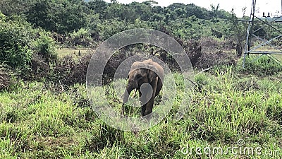 A baby tusker elephant in Minneriya National Park, Dambulla in Sri Lanka. Stock Photo