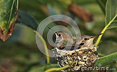 Hummingbirds nest Stock Photo